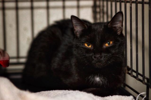 Lake (Ethel), an adoptable Domestic Short Hair in Pittsboro, NC, 27312 | Photo Image 1