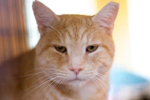 Kasper (Sponsored), an adoptable Domestic Short Hair in Pittsboro, NC, 27312 | Photo Image 1