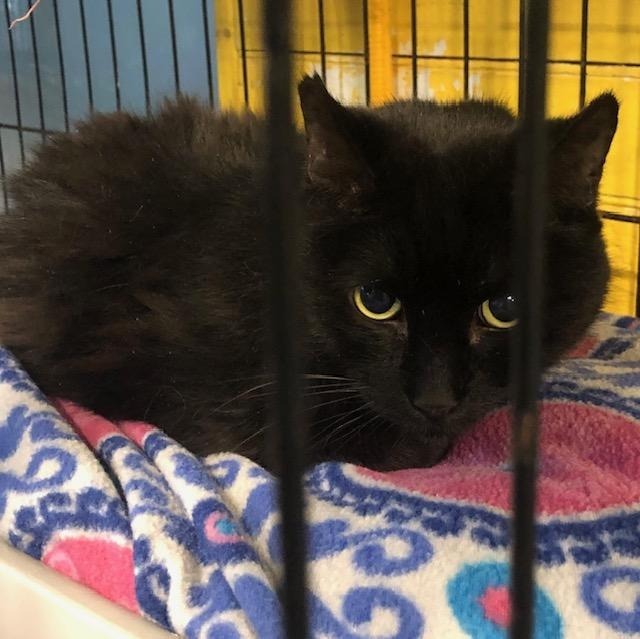 Figaro 1, an adoptable Domestic Short Hair in Pittsboro, NC, 27312 | Photo Image 1