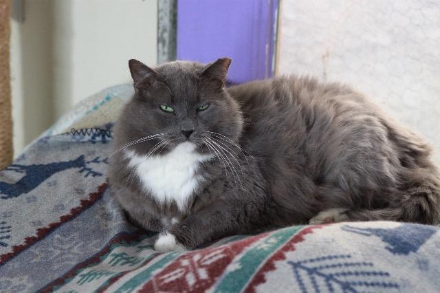 Earl Grey 1 (Sponsored), an adoptable Domestic Long Hair in Pittsboro, NC, 27312 | Photo Image 1