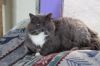 Earl Grey 1 (Sponsored) photo 1