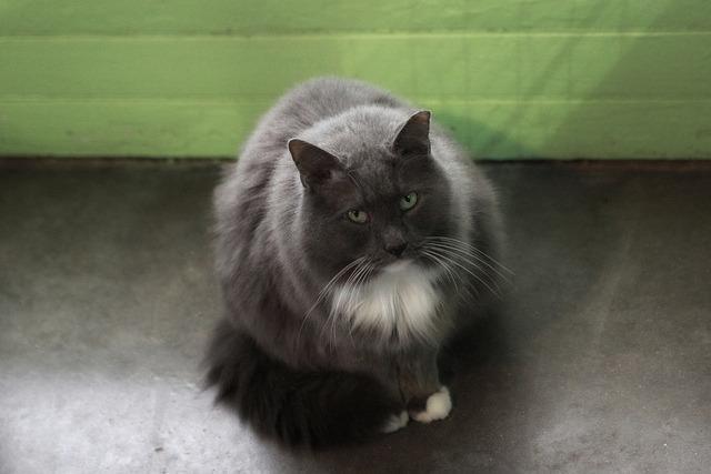 Earl Grey 1 (Sponsored), an adoptable Domestic Long Hair in Pittsboro, NC, 27312 | Photo Image 2