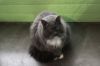 Earl Grey 1 (Sponsored) photo 2