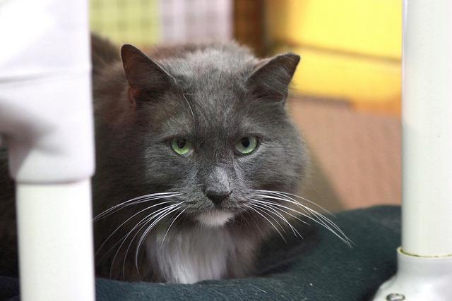 Earl Grey 1 (Sponsored), an adoptable Domestic Long Hair in Pittsboro, NC, 27312 | Photo Image 3