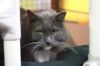 Earl Grey 1 (Sponsored) photo 3
