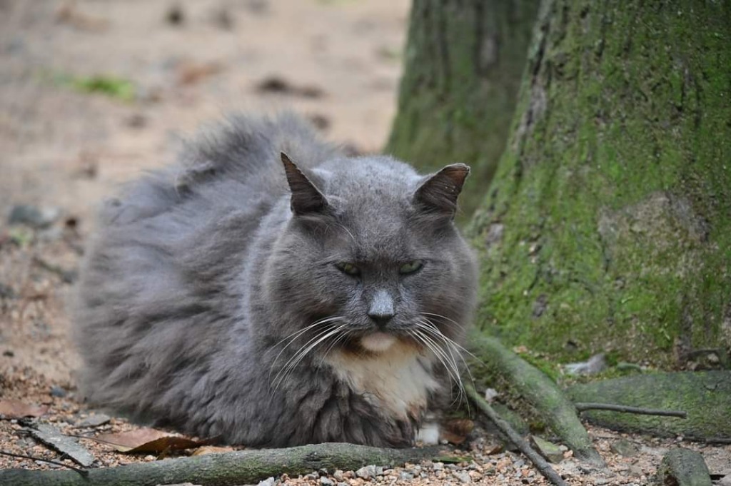 Earl Grey 1 (Sponsored), an adoptable Domestic Long Hair in Pittsboro, NC, 27312 | Photo Image 4