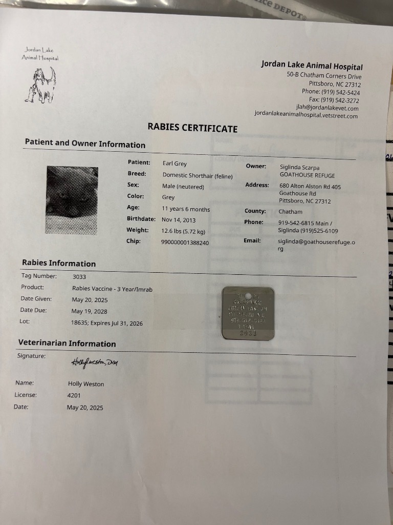 Earl Grey 1 (Sponsored), an adoptable Domestic Long Hair in Pittsboro, NC, 27312 | Photo Image 5