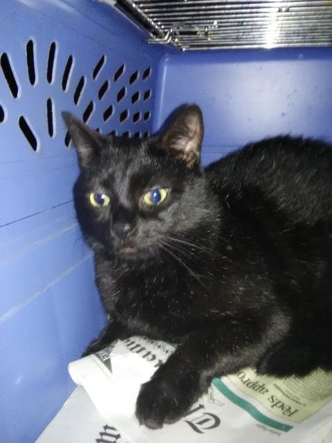 Mingo, an adoptable Domestic Short Hair in Pittsboro, NC, 27312 | Photo Image 1