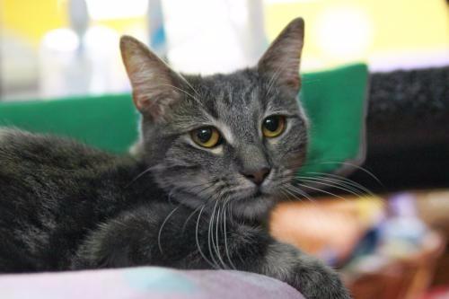 Mariah (Special Needs) (Sponsored), an adoptable Domestic Short Hair in Pittsboro, NC, 27312 | Photo Image 1