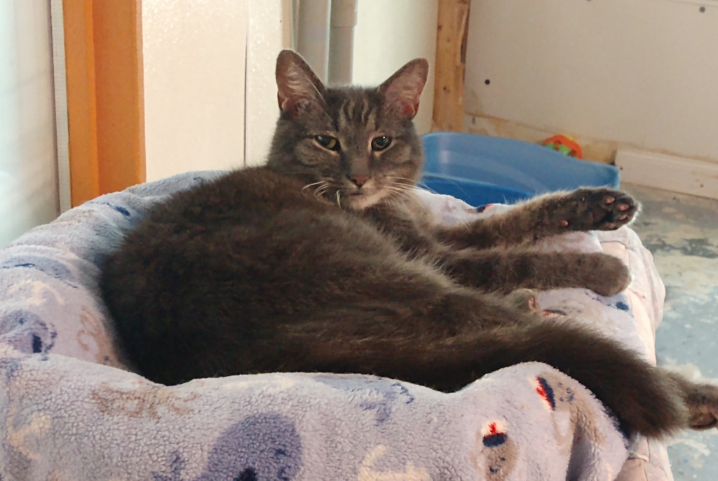 Mariah (Sponsored), an adoptable Domestic Short Hair in Pittsboro, NC, 27312 | Photo Image 1