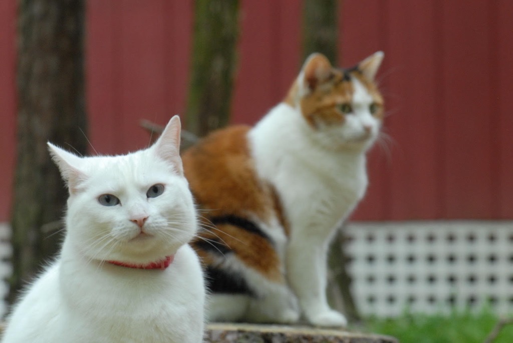 Angel, an adoptable Domestic Short Hair in Pittsboro, NC, 27312 | Photo Image 1