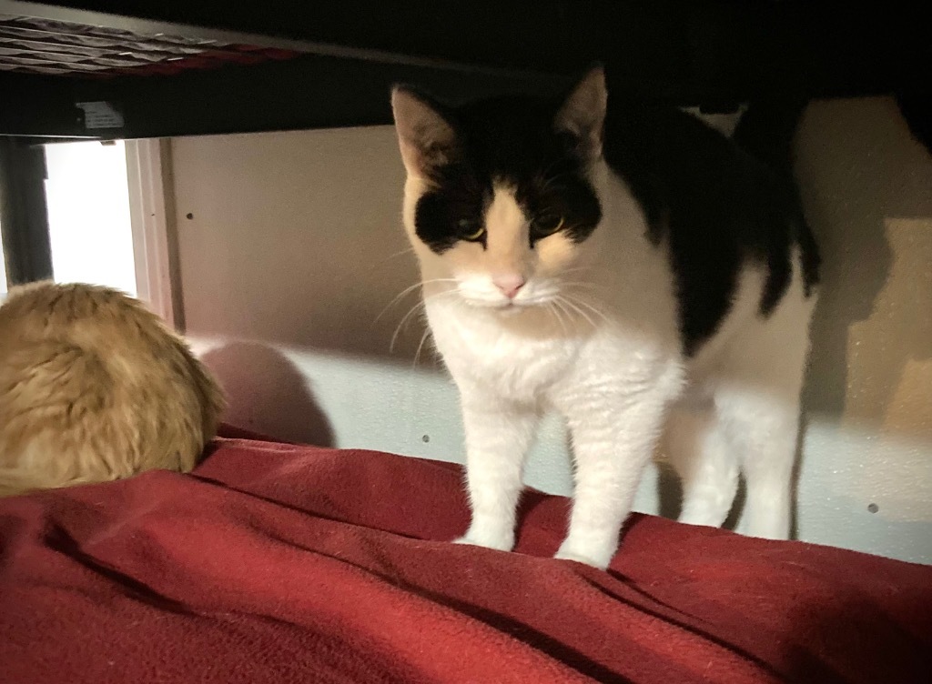 April, an adoptable Domestic Short Hair in Pittsboro, NC, 27312 | Photo Image 1