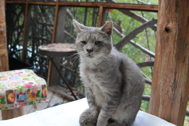 Bob (Sponsored; FIV+), an adoptable Domestic Short Hair in Pittsboro, NC, 27312 | Photo Image 3