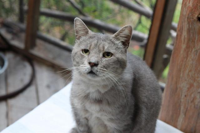 Bob (Sponsored; FIV+), an adoptable Domestic Short Hair in Pittsboro, NC, 27312 | Photo Image 4