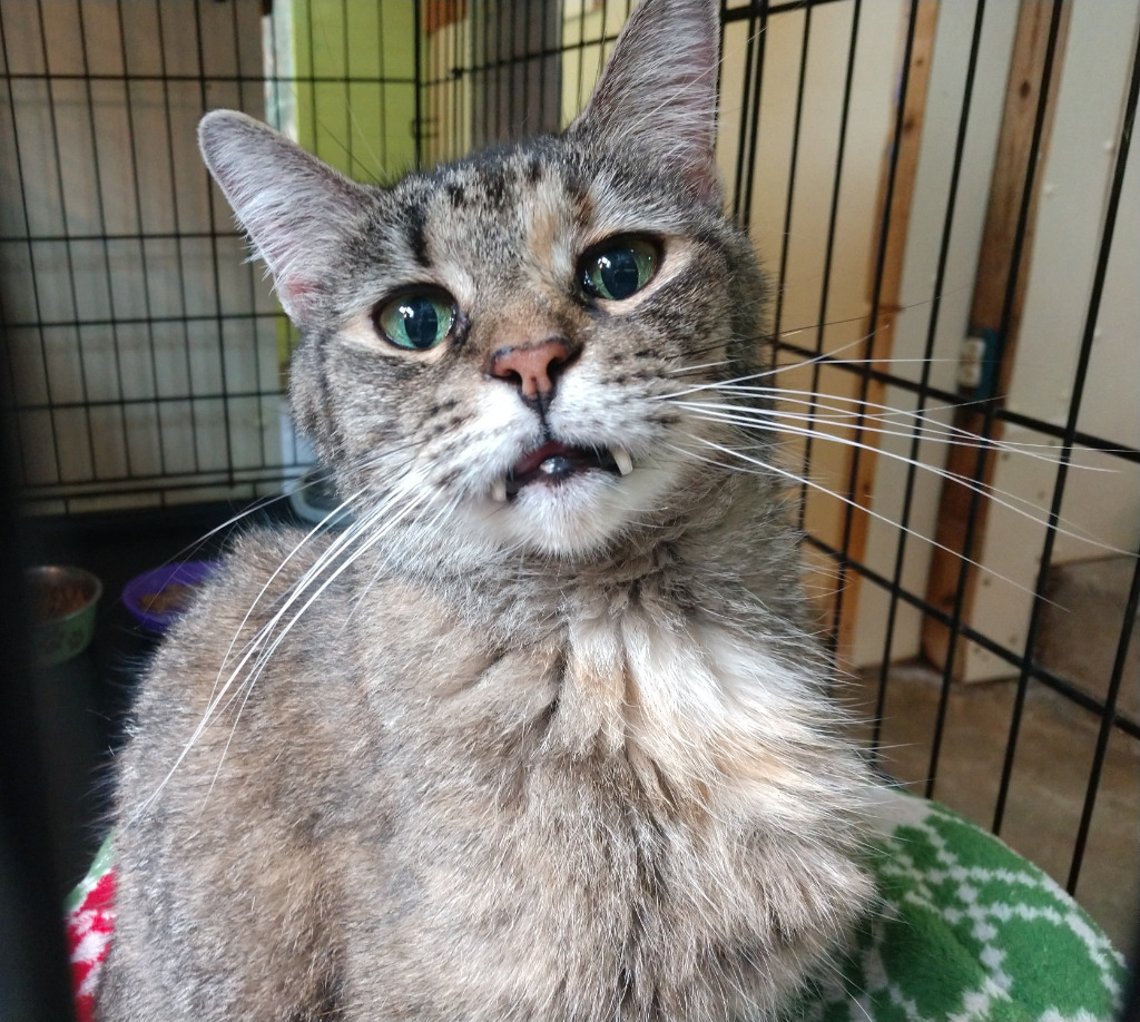 Anya, an adoptable Domestic Short Hair in Pittsboro, NC, 27312 | Photo Image 1