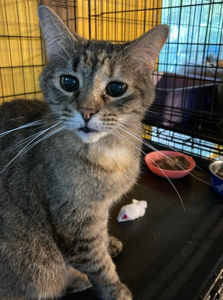 Anya, an adoptable Domestic Short Hair in Pittsboro, NC, 27312 | Photo Image 2