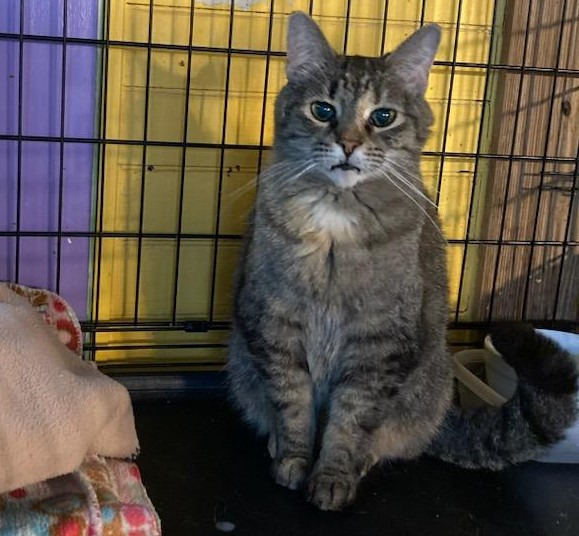 Anya, an adoptable Domestic Short Hair in Pittsboro, NC, 27312 | Photo Image 3