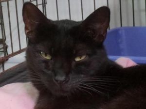 Wilbur II (Sponsored), Senior Male unknown