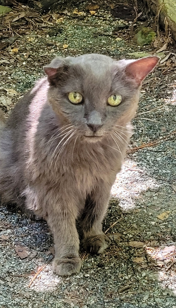 Toph 1, an adoptable Domestic Short Hair in Pittsboro, NC, 27312 | Photo Image 1