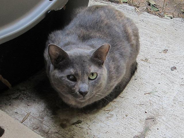 Sylvia, an adoptable Domestic Short Hair in Pittsboro, NC, 27312 | Photo Image 1