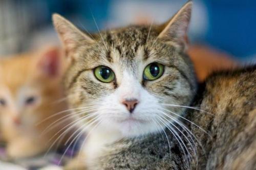 Sahara, an adoptable Domestic Short Hair in Pittsboro, NC, 27312 | Photo Image 1