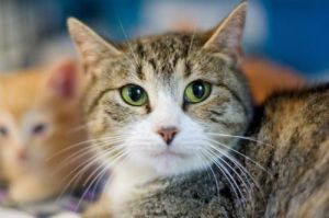Sahara, Senior Female unknown