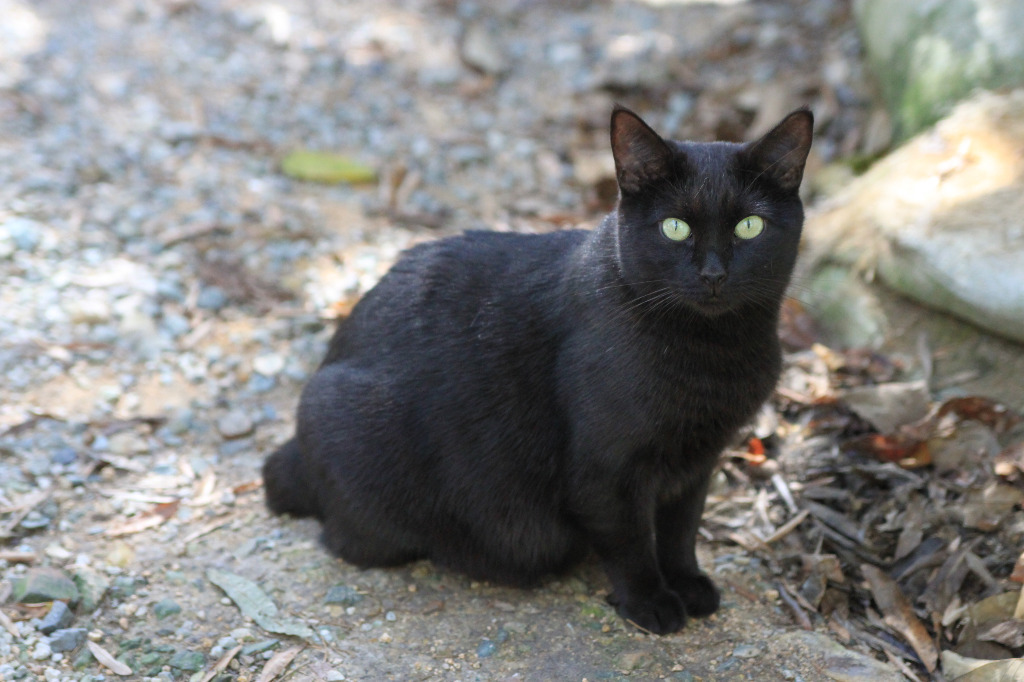 Lexi, an adoptable Domestic Short Hair in Pittsboro, NC, 27312 | Photo Image 1