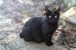 Lexi, Adult Female unknown
