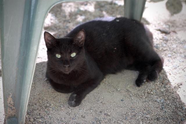 Lexi, an adoptable Domestic Short Hair in Pittsboro, NC, 27312 | Photo Image 2