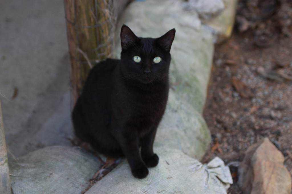 Lexi, an adoptable Domestic Short Hair in Pittsboro, NC, 27312 | Photo Image 3