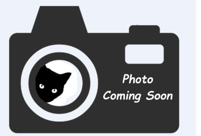 Peter, an adoptable Domestic Short Hair in Pittsboro, NC, 27312 | Photo Image 1