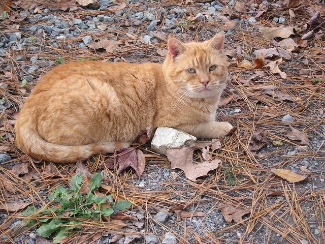 Trumpet (Sponsored), an adoptable Domestic Short Hair in Pittsboro, NC, 27312 | Photo Image 1