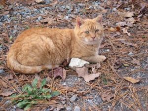 Trumpet (Sponsored), Senior Female Domestic Short Hair