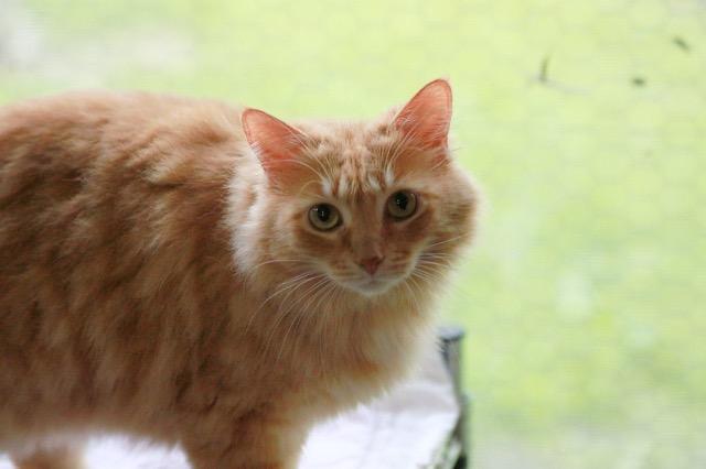 Nala, an adoptable Domestic Long Hair in Pittsboro, NC, 27312 | Photo Image 1