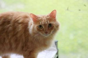 Nala, Senior Female unknown