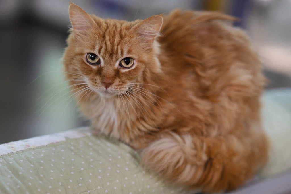 Nala, an adoptable Domestic Long Hair in Pittsboro, NC, 27312 | Photo Image 1