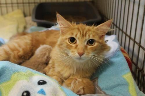 Nala, an adoptable Domestic Long Hair in Pittsboro, NC, 27312 | Photo Image 2