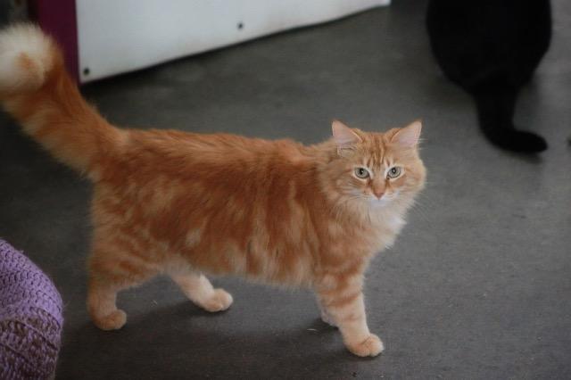 Nala, an adoptable Domestic Long Hair in Pittsboro, NC, 27312 | Photo Image 3