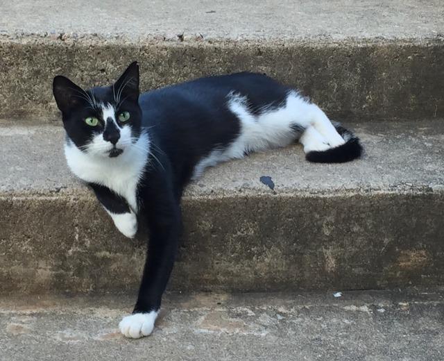 Stoffles, an adoptable Domestic Short Hair in Pittsboro, NC, 27312 | Photo Image 1