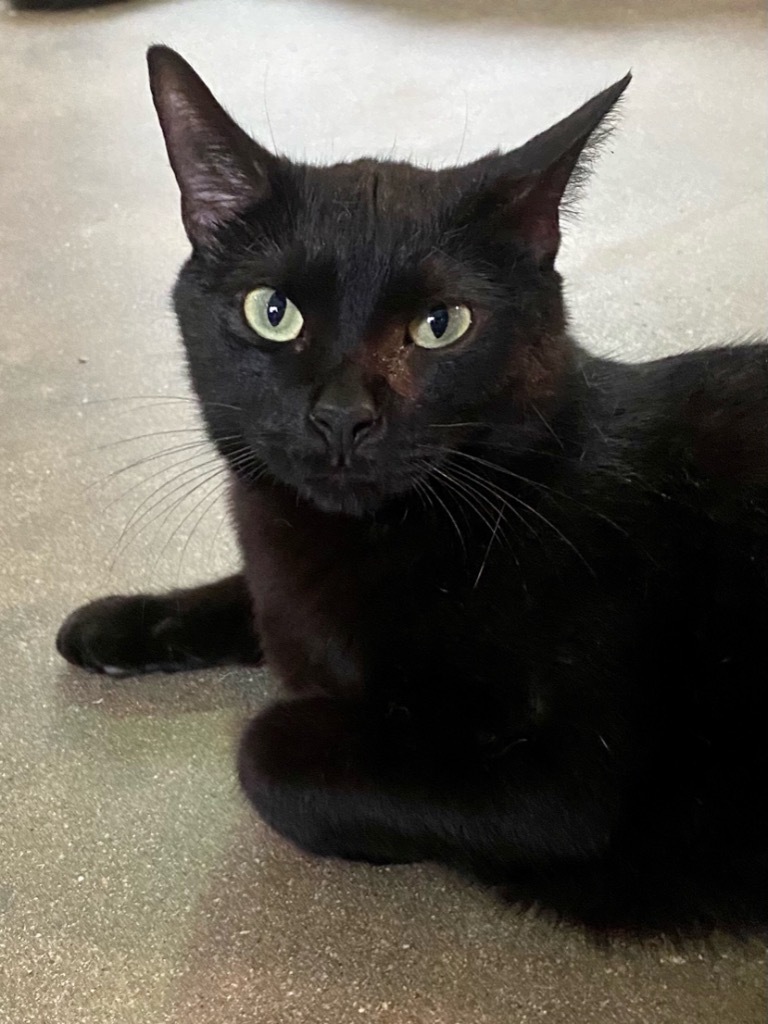 Liberty 1, an adoptable Domestic Short Hair in Pittsboro, NC, 27312 | Photo Image 1