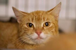 Lizzy (Sponsored), Senior Female unknown