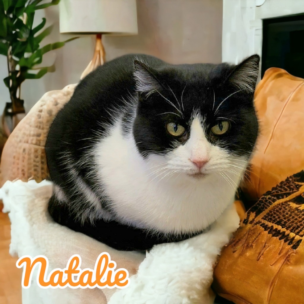 Natalie, an adoptable Domestic Short Hair in Port Clinton, OH, 43452 | Photo Image 1