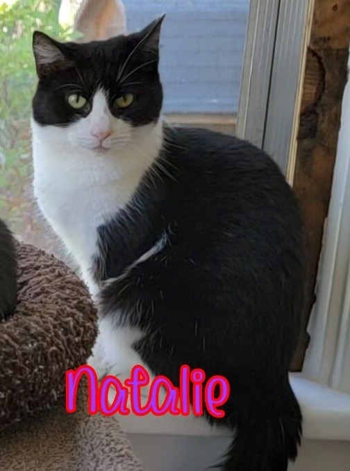 Natalie, an adoptable Domestic Short Hair in Port Clinton, OH, 43452 | Photo Image 2