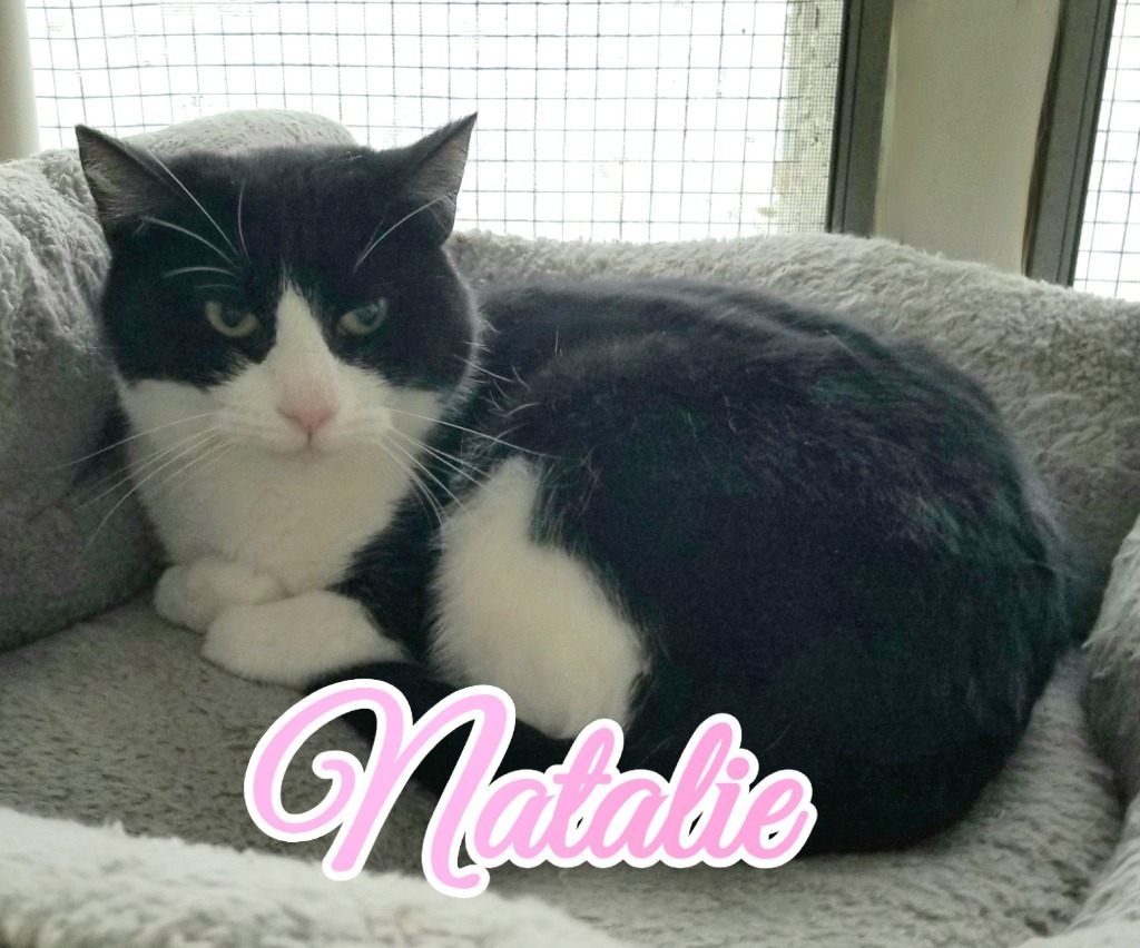 Natalie, an adoptable Domestic Short Hair in Port Clinton, OH, 43452 | Photo Image 3