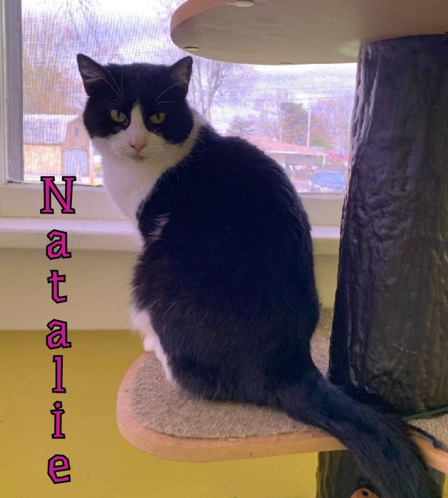 Natalie, an adoptable Domestic Short Hair in Port Clinton, OH, 43452 | Photo Image 4