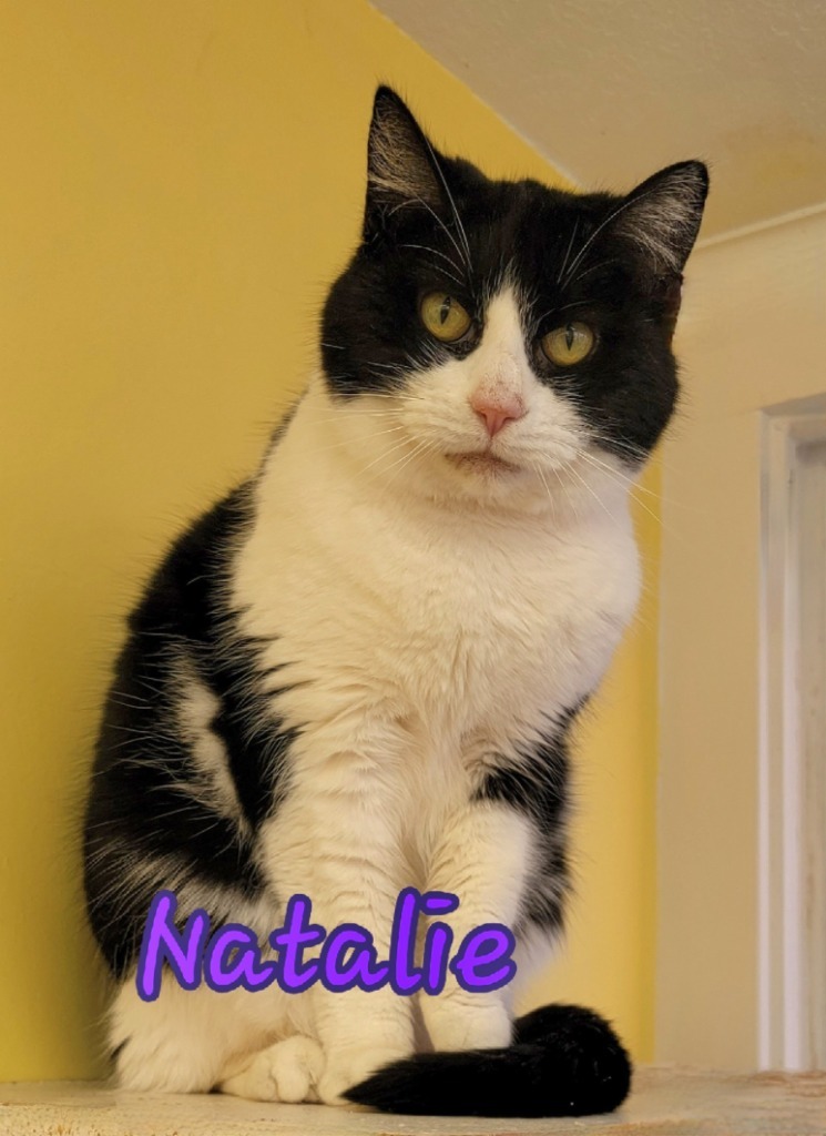 Natalie, an adoptable Domestic Short Hair in Port Clinton, OH, 43452 | Photo Image 5