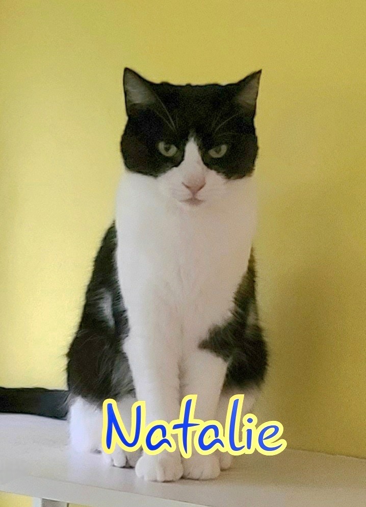 Natalie, an adoptable Domestic Short Hair in Port Clinton, OH, 43452 | Photo Image 6