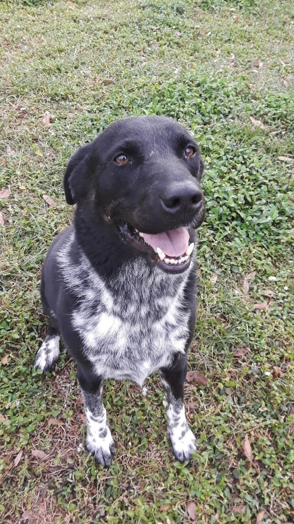 Heeler lab hot sale mix puppy