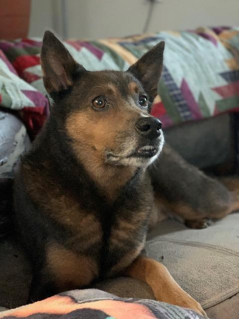 Dog For Adoption Trout A Shiba Inu Mix In Fort Collins