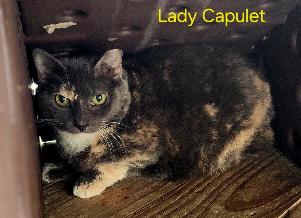 Lady Capulet, an adoptable Domestic Short Hair in Cambridge, MD, 21613 | Photo Image 1